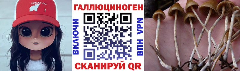 Псилоцибиновые грибы Cubensis Барыш